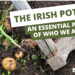 Importancia del Irish Potato Plant en la alimentación global