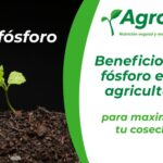 Importancia y beneficios del fósforo para las plantas