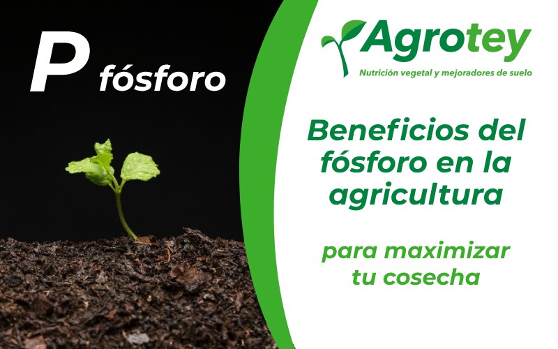 Importancia y beneficios del fósforo para las plantas