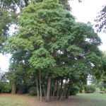 Información esencial sobre la planta de sassafras
