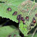 Insectos causando agujeros en hojas Soluciones
