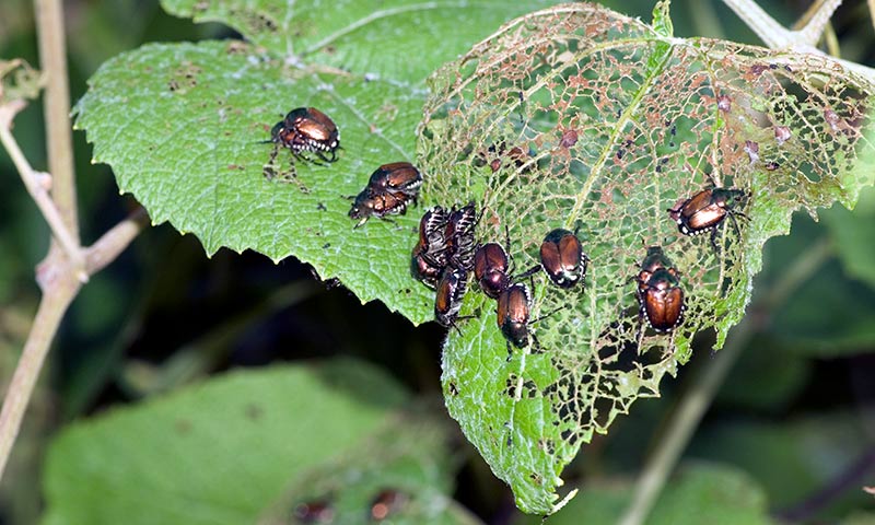 Insectos causando agujeros en hojas Soluciones