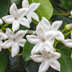 Jazmín sin flores Soluciones para un jazmín que no florece