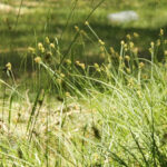 Junco paraguas: características y control de malas hierbas