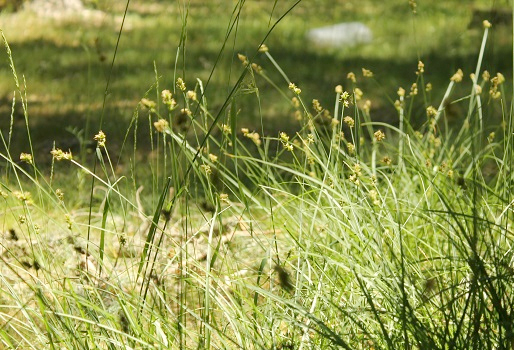 Junco paraguas: características y control de malas hierbas