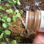 La canela beneficia el crecimiento de las plantas