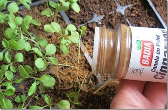 La canela beneficia el crecimiento de las plantas