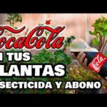 La cola de soda es un buen fertilizante para plantas