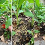 La fertilización en clima cálido favorece a las plantas