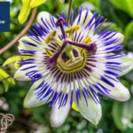 La Flor de la Pasión es ideal para decorar interiores