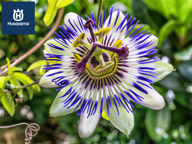 La Flor de la Pasión es ideal para decorar interiores