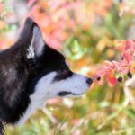 La hellebore es una planta tóxica para los perros