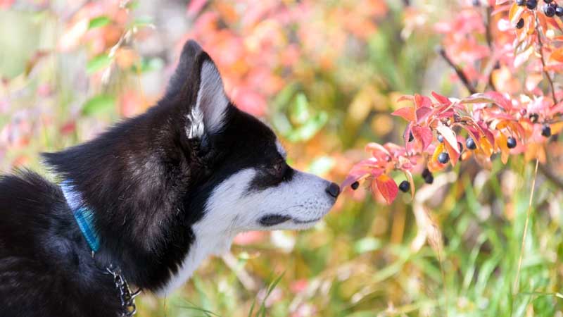 La hellebore es una planta tóxica para los perros