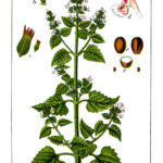 La hierba gatera y la nepeta son plantas idénticas