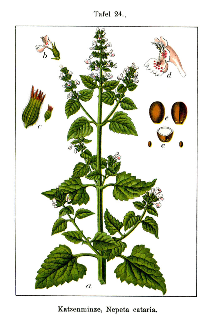 La hierba gatera y la nepeta son plantas idénticas