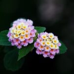 La Lantana atrae mariposas y beneficia la biodiversidad