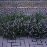 La lavanda es resistente en la zona 8 del jardín