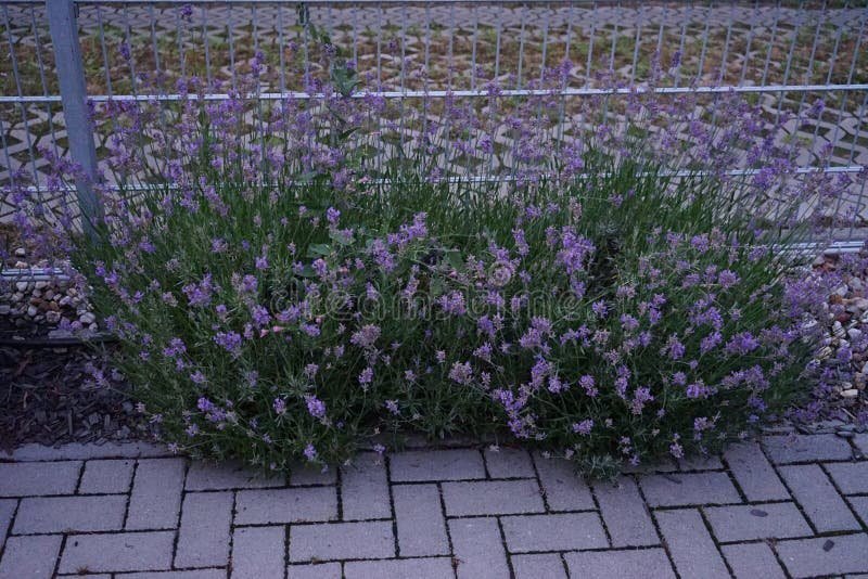La lavanda es resistente en la zona 8 del jardín