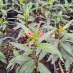 La mariposera se puede cultivar en maceta