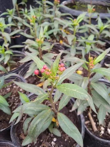 La mariposera se puede cultivar en maceta