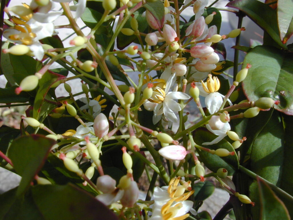 Las bayas de Nandina pueden resultar tóxicas para las aves