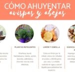 Las caléndulas son efectivas para repeler a las abejas