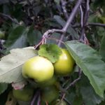 Las Crabapple Trees producen frutas en todas sus variedades