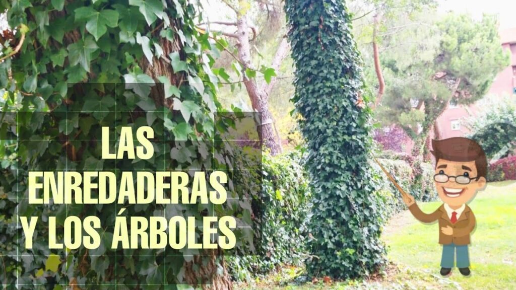 Las enredaderas perjudican a los árboles al crecer en ellos