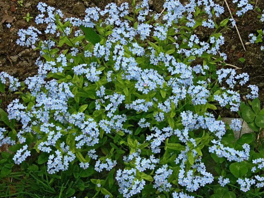 Las flores de Nomeolvides son comestibles