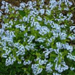 Las flores de Nomeolvides son comestibles
