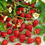 Las fresas silvestres son seguras Cómo evitar riesgos