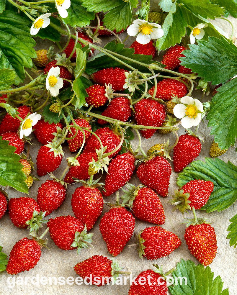 Las fresas silvestres son seguras Cómo evitar riesgos