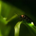 Las luciérnagas controlan plagas en el jardín