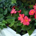 Las mejores plantas para zonas sombreadas bajo los árboles