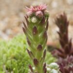 Las plantas de Hens and Chicks florecen durante su ciclo de vida