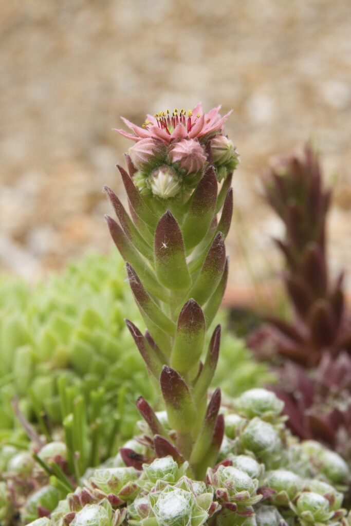 Las plantas de Hens and Chicks florecen durante su ciclo de vida