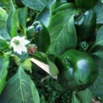 Las plantas de pimientos no producen flores ni frutos: Consejos