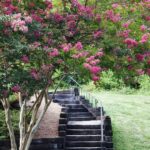 Las raíces de los Crape Myrtle son invasivas