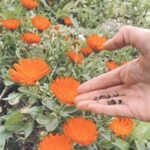 Las semillas de caléndula requieren luz para germinar