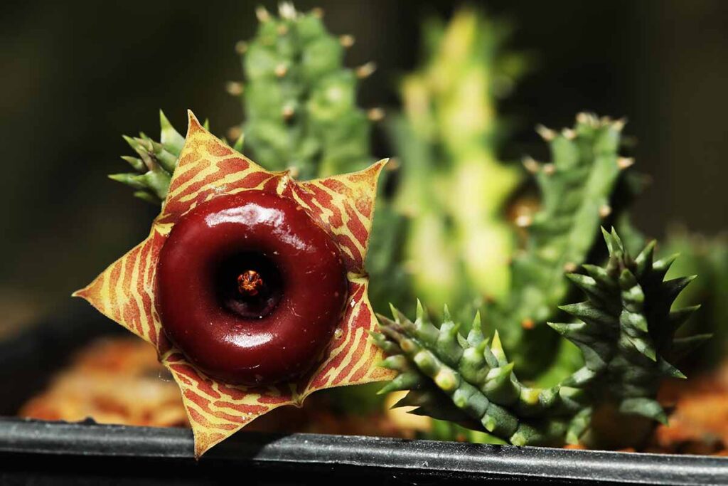 Life Saver Cactus: Consejos para cuidar tu Huernia Zebrina