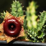 Life Saver Cactus: Consejos para cuidar tu Huernia Zebrina