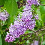 Lilas: árboles o arbustos grandes Conoce sus tipos
