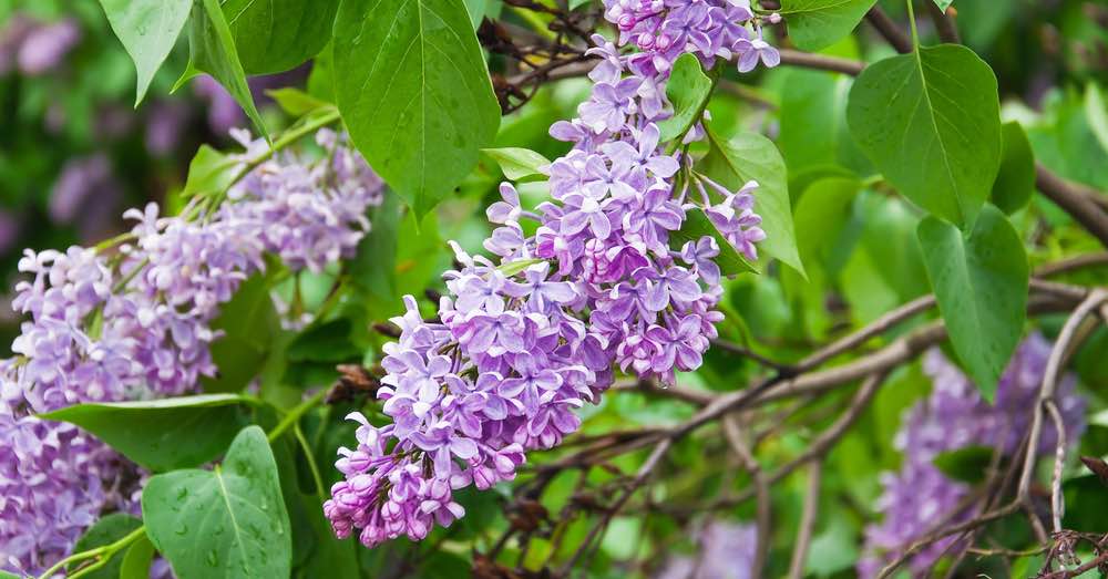 Lilas: árboles o arbustos grandes Conoce sus tipos
