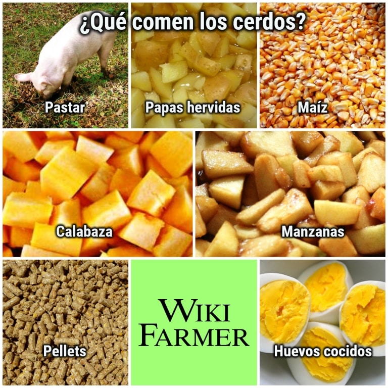 Los cerdos pueden alimentarse con caléndulas