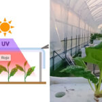 Luz roja o azul para el crecimiento de las plantas