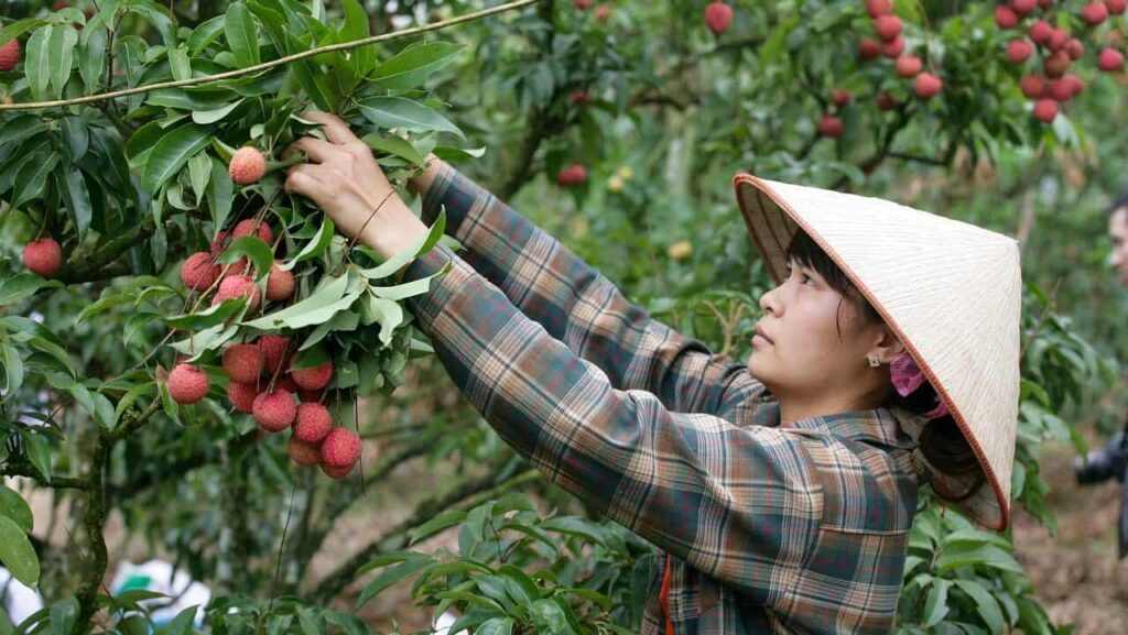 Lychee Fruit Picking – Cómo recolectar la fruta de lychee