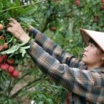 Lychee Fruit Picking – Cómo recolectar la fruta de lychee