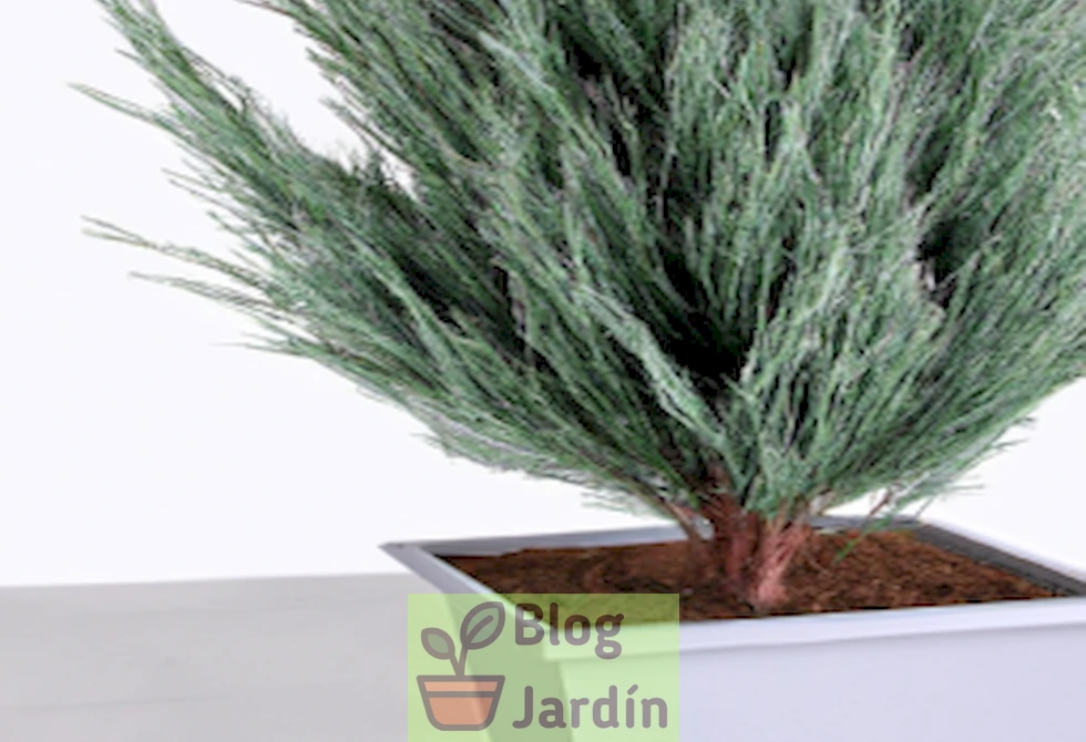 Un hermoso Italian Cypress en una maceta decorativa