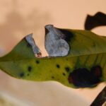 Magnolia infestada atrae avispas con hojas negras