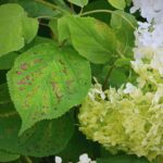 Manchas amarillas en hortensias: causas y soluciones
